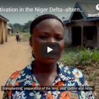 Rice cultivation - alternative livelihoods in the Niger Delta